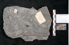 Foto (Objekt + Etikett) von Plantae indet.  (NHMW-GEO-2024-0188-11545)
